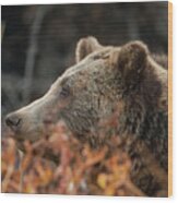 Grizzly Bear Portrait In Fall Wood Print