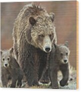 Grizzly Family Wood Print