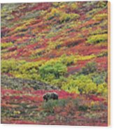 Grizzly Feast - Denali National Park - Alaska Wood Print