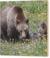 Grizzly Sow And Cub In Summer Flowers Wood Print