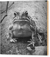 Grumpy Frog Wood Print