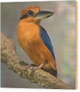 Guam Kingfisher Todiramphus Cinnamominus Wood Print
