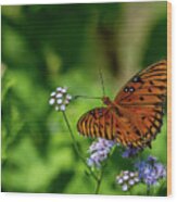 Gulf Fritillary Butterfly Wood Print