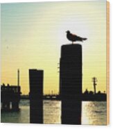 Gull At Sunset Eastern Shore St Michaels Md Wood Print