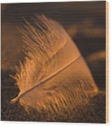 Gull Feather At Sunset Wood Print