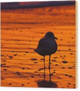 Gull Caught At Sunrise Wood Print