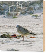 Gull On The Beach Wood Print