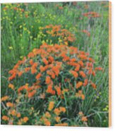 Hackmatack Nwr Butterfly Weed Wood Print
