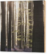 Hallerbos Enchanted Forest Sunrise Wood Print