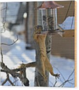Hanging Squirrel Wood Print