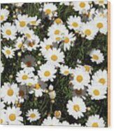 Happy Daisies- Photography By Linda Woods Wood Print