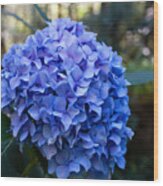 Happy Hydrangea Wood Print