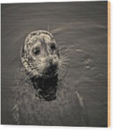 Harbor Seal I Toned Wood Print