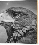 Harris Hawk  Black And White Wood Print