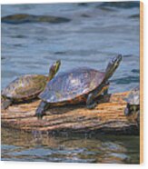Hatchie National Wildlife Refuge Turtles Wood Print