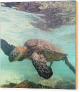 Hawaiian Green Sea Turtle Wood Print