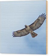 Hawk Flyover 2 Wood Print