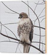 Hawk On Alert Wood Print