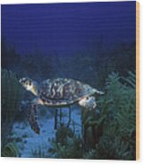 Hawksbill Sea Turtle 1 Wood Print