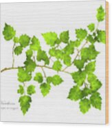 Hawthorn Pressed Leaf Art Wood Print