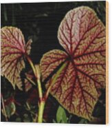 Hearty Begonia Backside Wood Print