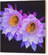 Hedgehog Cactus Flower Wood Print