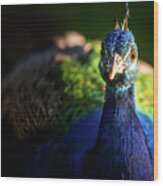 Hello Peacock Wood Print