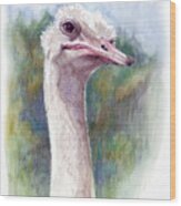 Henry The Ostrich Wood Print