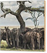 Herd Of Elephants Under A Tree In Serengeti Wood Print