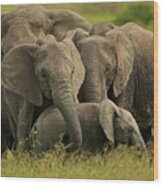 Herd Of Grey Elephants Wood Print