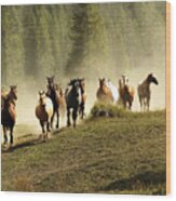 Herd Of Wild Horses Wood Print