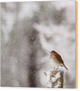 Hermit Thrush On Post In Snow Wood Print