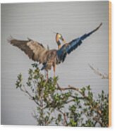 Heron Treetop Landing Wood Print