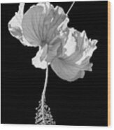 Hibiscus As Art 1 Wood Print