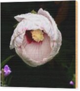 Hibiscus In Bloom Wood Print