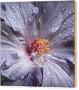 Hibiscus In The Rain Wood Print
