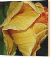 Hibiscus Profile Wood Print