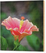 Hibiscus Rosa Sinensis Wood Print