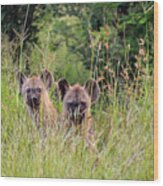 Hide-n-seek Hyenas Wood Print