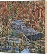Hiding Spot For Alligator Wood Print