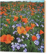 High Desert Wildflowers Wood Print