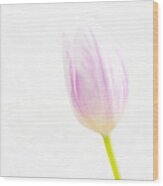 High Key Tulip Wood Print