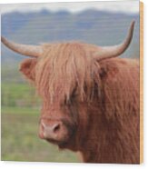 Highland Cow Portrait Wood Print