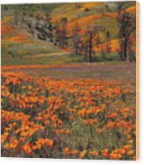 Hills Of Orange Near Antelope Valley Poppy Preserve In California Wood Print