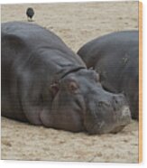 Hippopotamus At Rest Wood Print