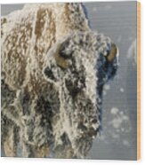 Hoarfrosted Bison In Yellowstone Wood Print