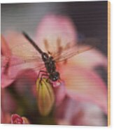 Dragonfly Holding On Wood Print