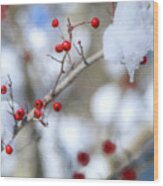 Holly Berries In Snow Wood Print