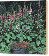 Hollyhocks Wood Print