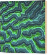 Honduran Brain Coral Wood Print